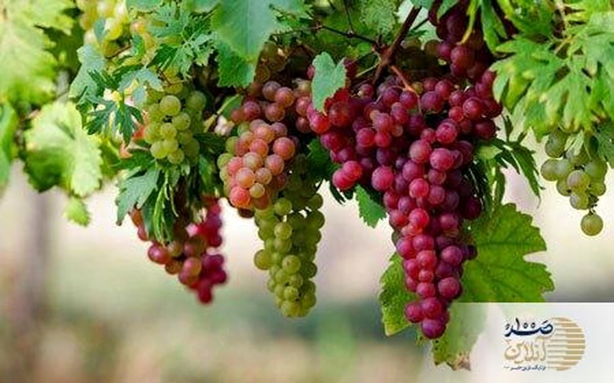 مصرف این میوه پاییزی، نرمی استخوان را از بین می‌برد