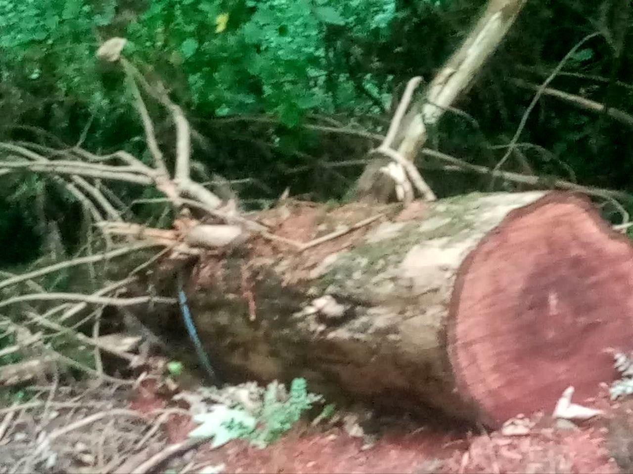  درخت در حال انقراض گرگان را قطع کردند!