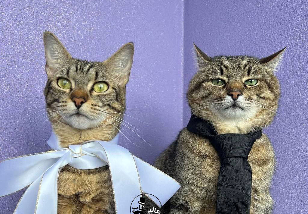 عقد رسمی دو گربه معروف اینستاگرام سوژه شد!