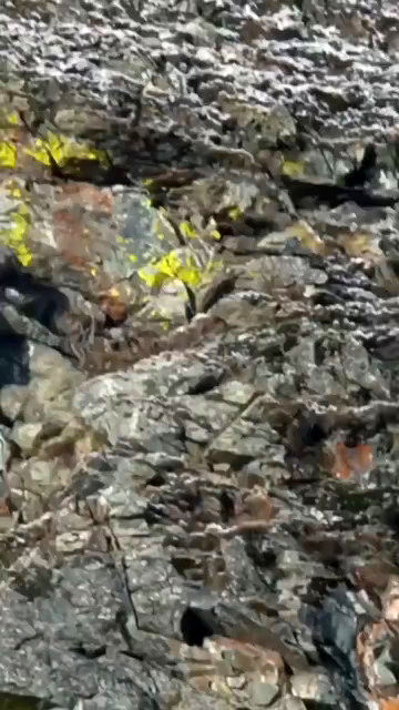  لحظه شکار بز جنگلی توسط عقاب تیزچنگال