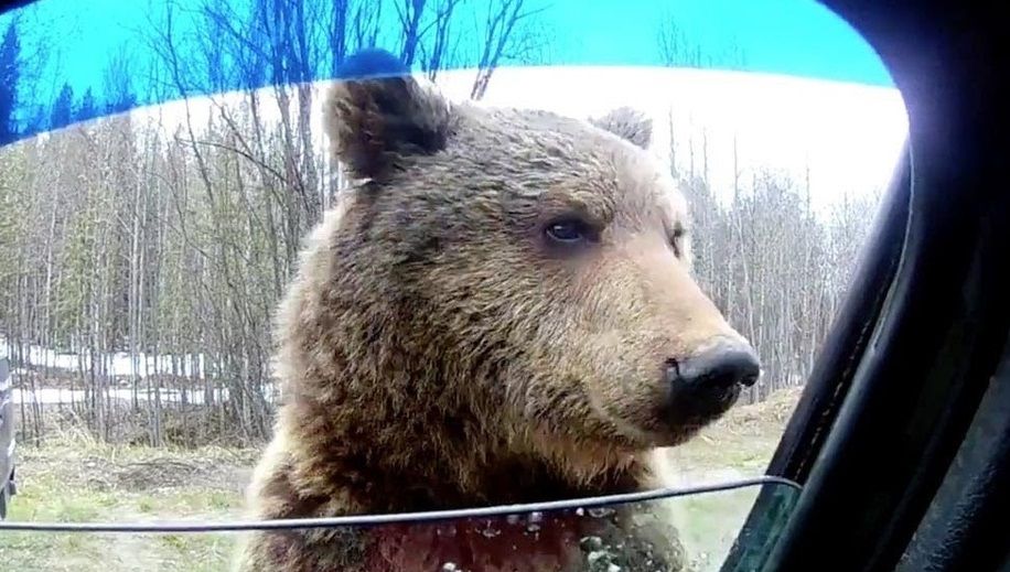 خرس مادر شیشه یک خودرو را شکست