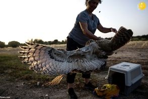  جغد‌های دوقلوی عقابی در طبیعت رها شدند