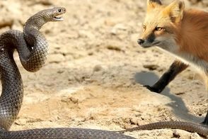  روش هوشمندانه روباه برای شکار مارهای سمی