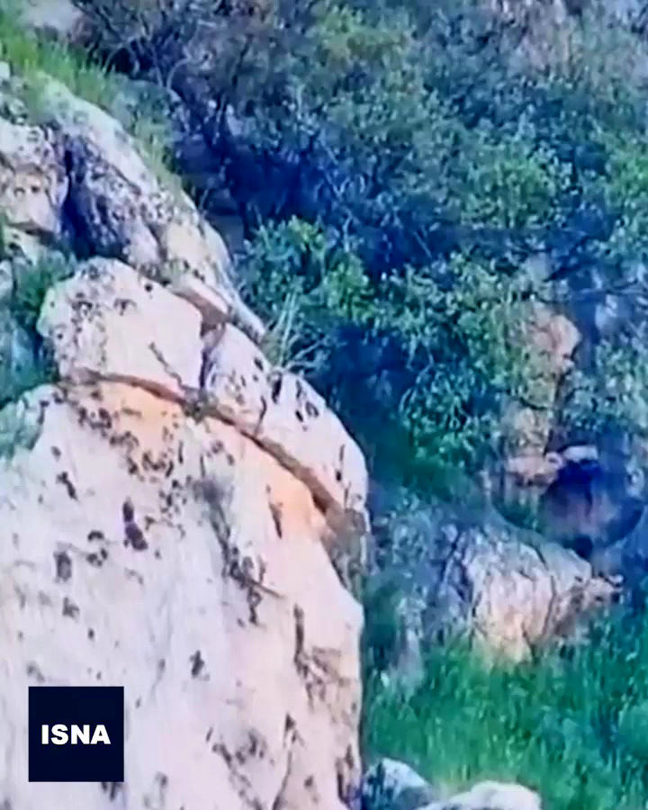 ثبت اولین ویدئو از پلنگ ایرانی در حال شکار بز کوهی
