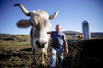 تصاویری از قدبلندترین گاو جهان