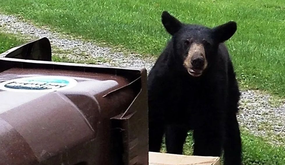 تلاش یک خرس برای باز کردن درب سطل زباله