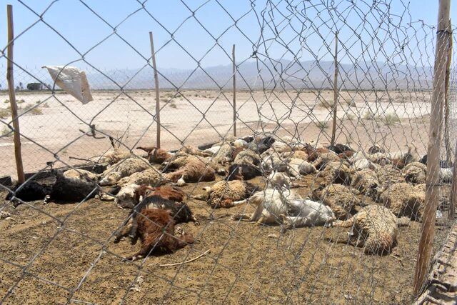 گرگ‌های گرسنه 130 گوسفند یک گله‌دار را دریدند