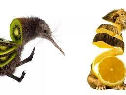 حیوانات اگر میوه بودند چه شکلی می‌شدند؟