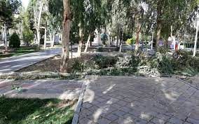 تصویر سقوط درخت کاج بر اثر باد شدید در قم
