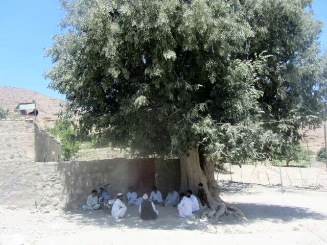 عکسی از یک درخت 470 ساله در میرجاوه