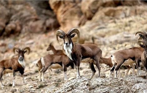 گله پرجمعیت گوسفندان وحشی در پارک ملی توران