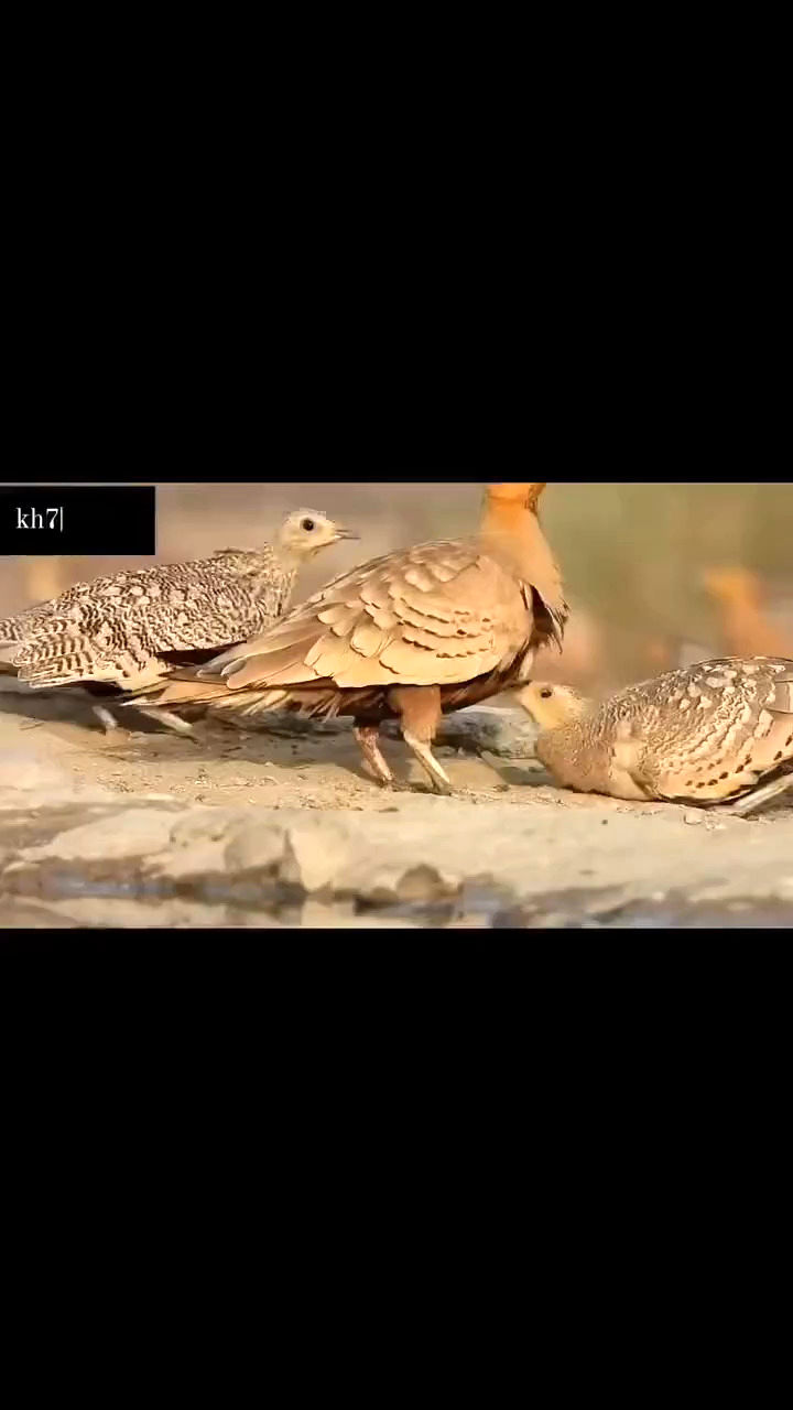  شیوه شگفت‌انگیز پرنده ایرانی برای آب رساندن به جوجه‌ها