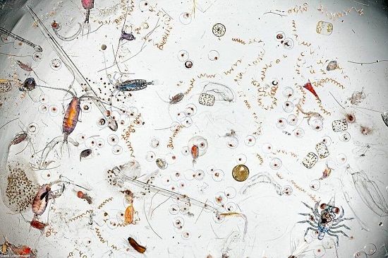 تصاویر دیدنی از یک قطره آب دریا زیر میکروسکوپ