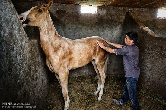 پرورش اسب در روستای صوفیان