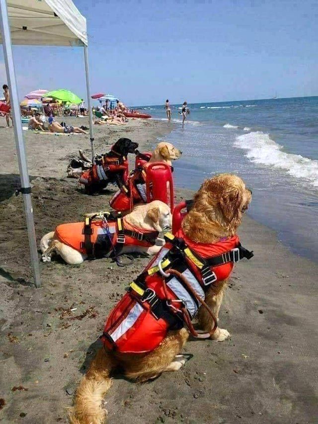 دلبری چند سگِ نجات‌دهنده در ساحل